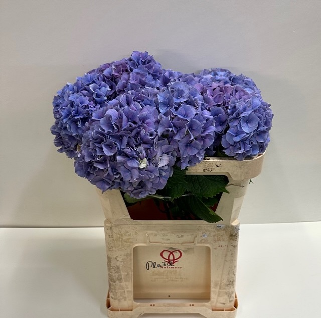 Hydrangea cassanova.jpg